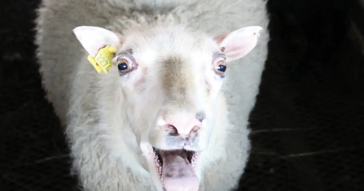 Note de l'éditeur : Sauvé par le mouton – The Reykjavík Grapevine