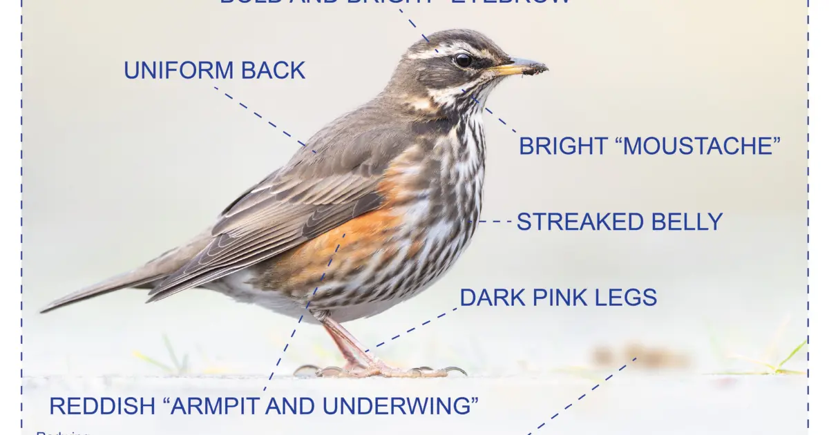 Oiseau du problème : Redwing – La vigne de Reykjavík