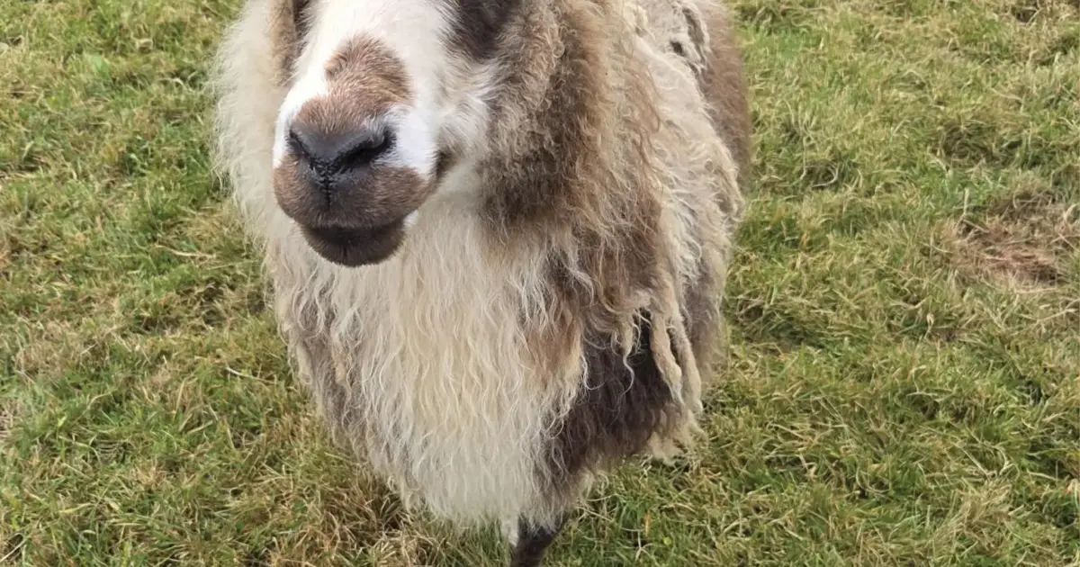 Semaine 10 Mouton : résolu en 12 jours, jeu toujours ouvert – The Reykjavík Grapevine
